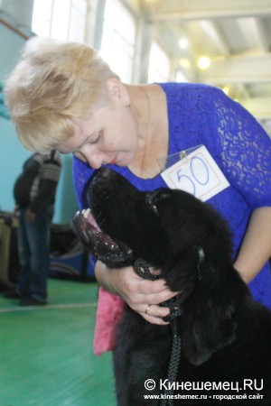 Всероссийская выставка собак прошла в Ивановской области фото 19