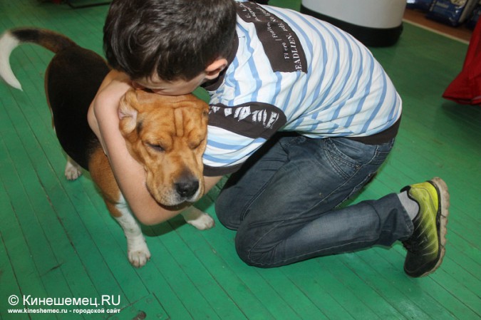 Всероссийская выставка собак прошла в Ивановской области фото 16