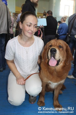 Всероссийская выставка собак прошла в Ивановской области фото 18