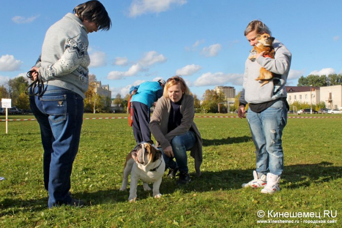 Всероссийская выставка собак прошла в Ивановской области фото 25