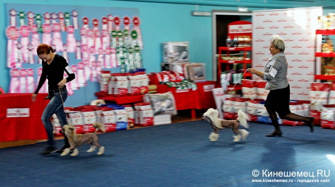 Всероссийская выставка собак прошла в Ивановской области фото 14