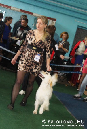 Всероссийская выставка собак прошла в Ивановской области фото 20