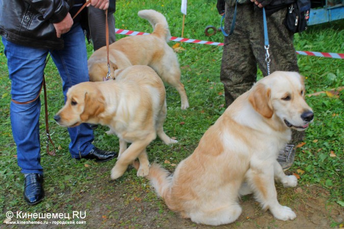Всероссийская выставка собак прошла в Ивановской области фото 24