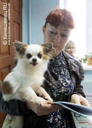Всероссийская выставка собак прошла в Ивановской области фото 21