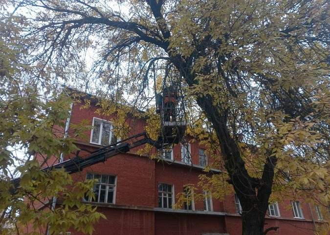 На 3-й Заречной и Социалистической улицах спилили аварийные деревья фото 3