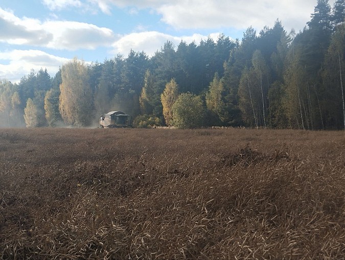 В Кинешемском районе завершается уборочная компания фото 3