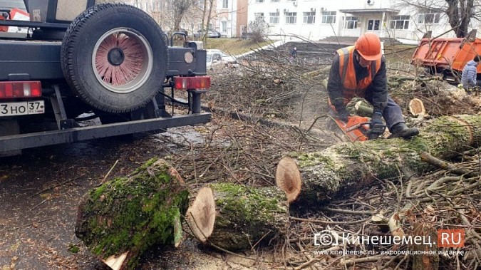 На улице Фрунзе выпилили аварийные деревья фото 4