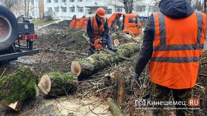 На улице Фрунзе выпилили аварийные деревья фото 2