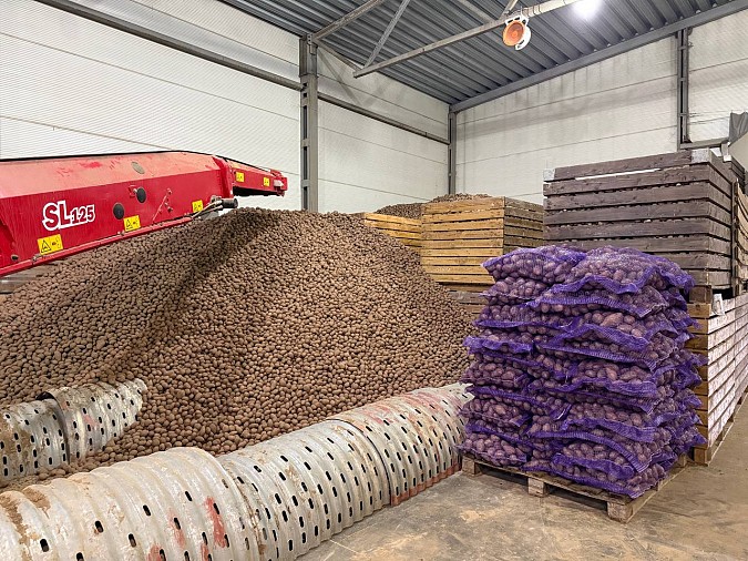 Урожай картофеля в регионе в 2025 году превысил 19 тыс. тонн фото 5