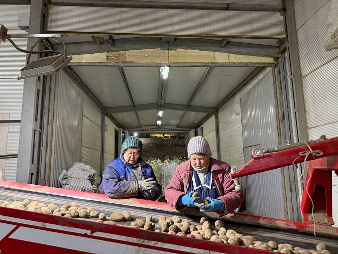 Урожай картофеля в регионе в 2025 году превысил 19 тыс. тонн фото 3
