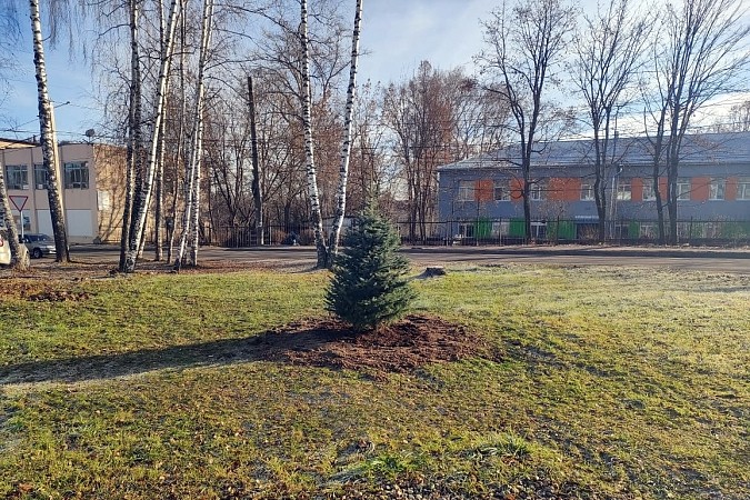 У здания администрации в Наволоках высадили голубую ель фото 3