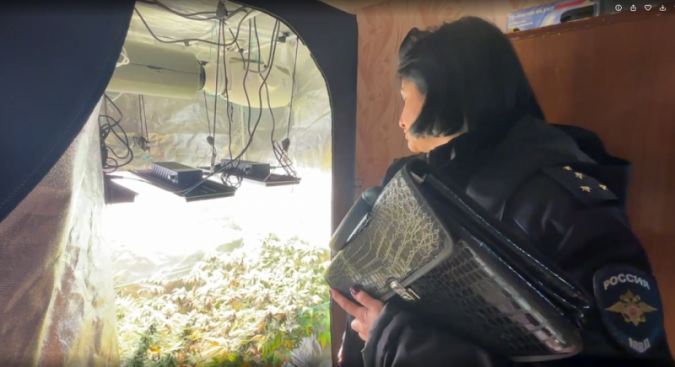 Наркосбытчики выращивали коноплю в квартирах в Кинешме и Заволжске фото 7