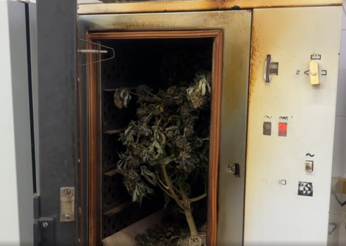 Наркосбытчики выращивали коноплю в квартирах в Кинешме и Заволжске фото 5