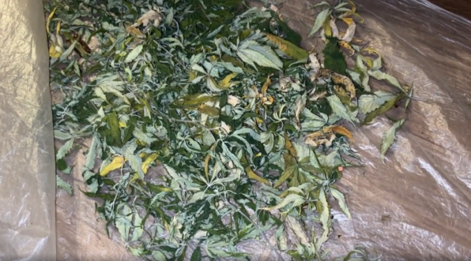 Наркосбытчики выращивали коноплю в квартирах в Кинешме и Заволжске фото 4