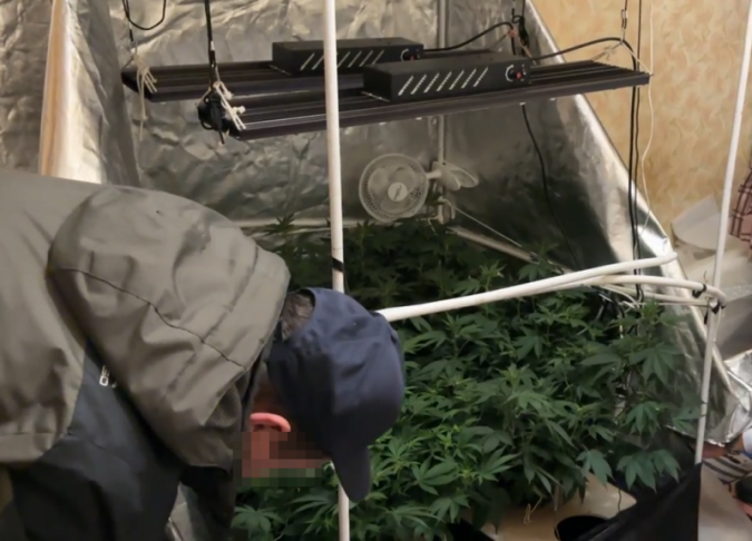 Наркосбытчики выращивали коноплю в квартирах в Кинешме и Заволжске фото 2