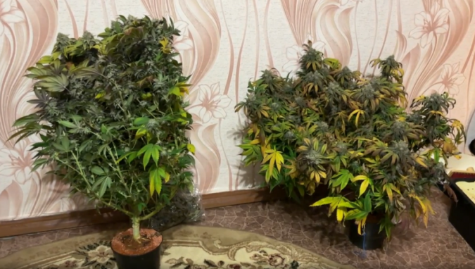 Наркосбытчики выращивали коноплю в квартирах в Кинешме и Заволжске фото 6
