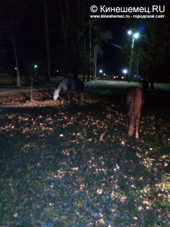 В центре города пасётся табун лошадей фото 3