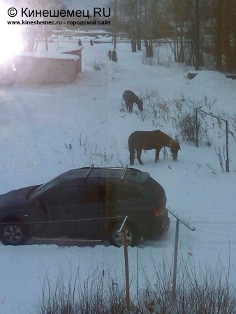 В центре города пасётся табун лошадей фото 5
