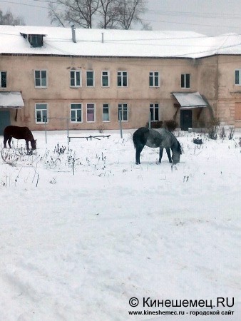 В центре города пасётся табун лошадей фото 4