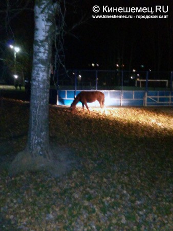 В центре города пасётся табун лошадей фото 2