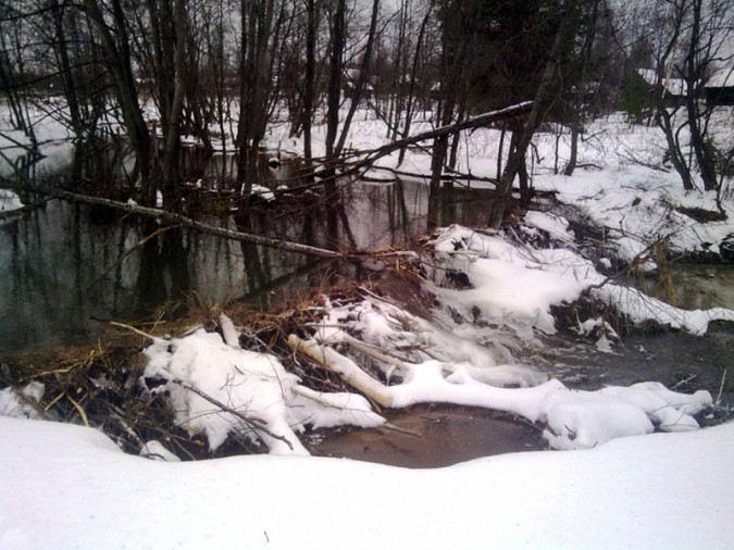 В Ивановской области бобры «перекрыли воду» целой деревне фото 2