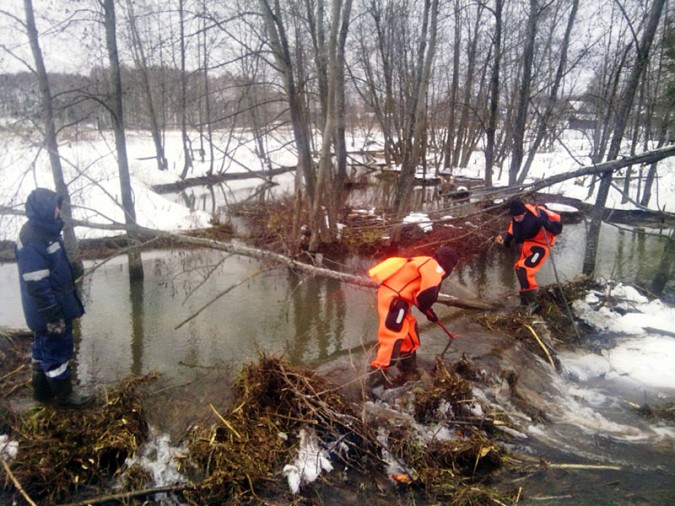 В Ивановской области бобры «перекрыли воду» целой деревне фото 3
