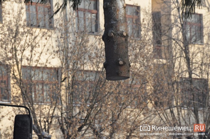 Младшую сестру главной новогодней ёлки города установили на «Почте» фото 22