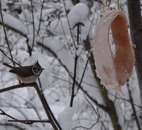 Кинешемцев приглашают на «Лыжню чудес» фото 11