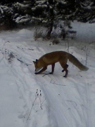 Кинешемцев приглашают на «Лыжню чудес» фото 10