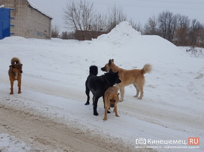 Стая собак на улице Завокзальной