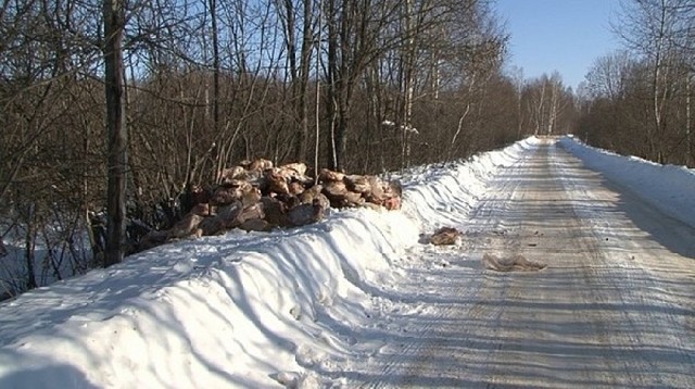 Убитые животные - на дороге фото 3