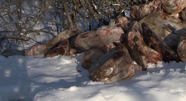 Убитые животные - на дороге фото 2