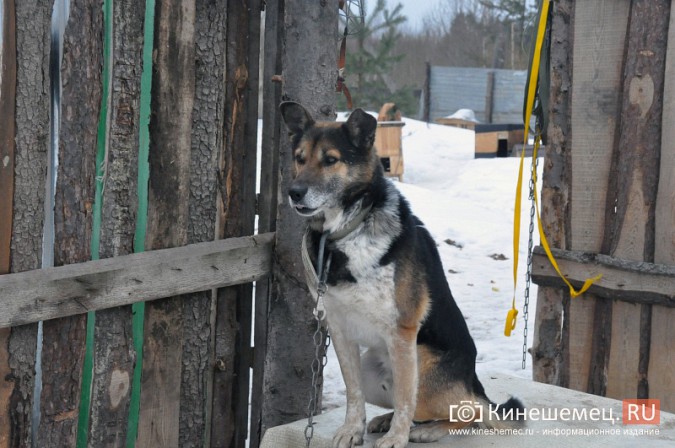 Дружок с Волжского бульвара нашёлся в приюте для собак фото 3