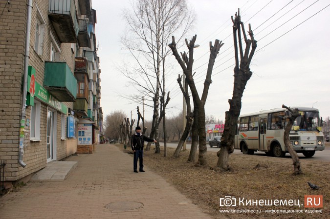 Массовая опиловка деревьев в Кинешме привела к соседскому конфликту фото 3