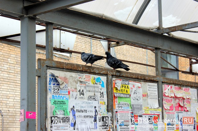 Остановочный павильон в центре Кинешмы загадили голуби фото 6