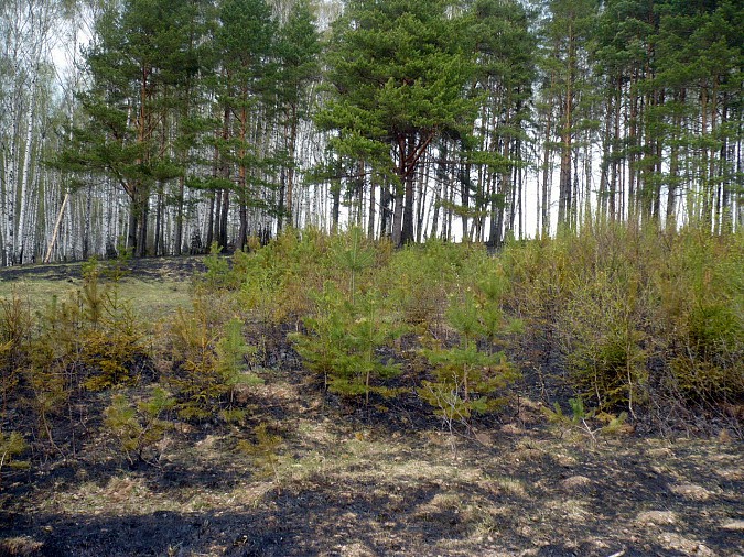 В Заволжском районе горит лес фото 5