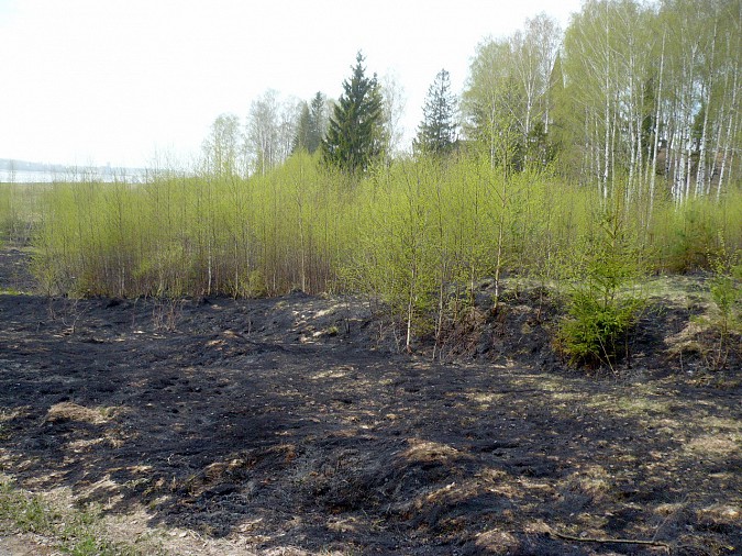 В Заволжском районе горит лес фото 2