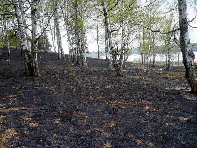В Заволжском районе горит лес фото 4