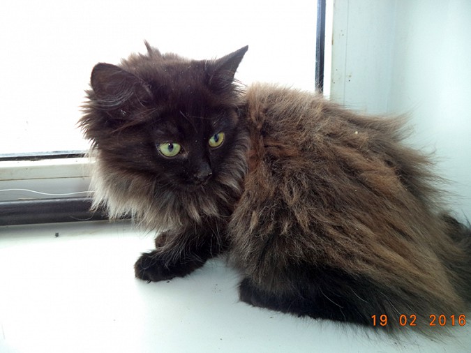 Кинешемец.RU и «Добрый дом» ищут настоящих хозяев для четвероногих питомцев фото 4