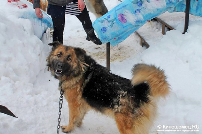 Кинешемец.RU и «Добрый дом» ищут настоящих хозяев для четвероногих питомцев фото 2