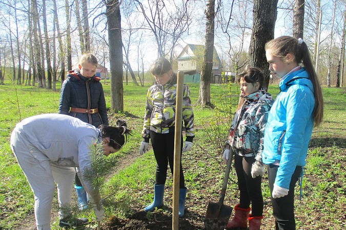 Воспитанники кинешемского детского дома восстанавливают "Лес Победы" фото 2