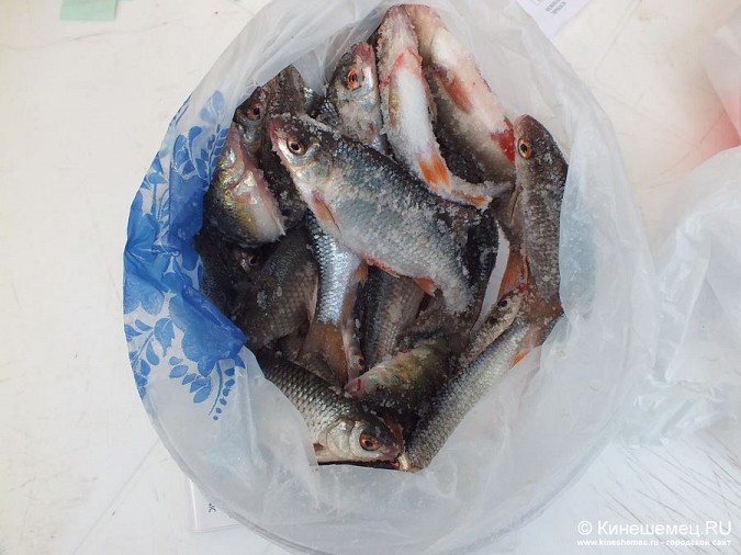 Соревнования по зимней ловле рыбы на мормышку прошли в Кинешме фото 40