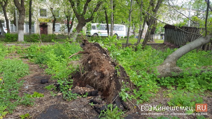 Коммунальщики Кинешмы убирают бурелом с улиц города фото 4