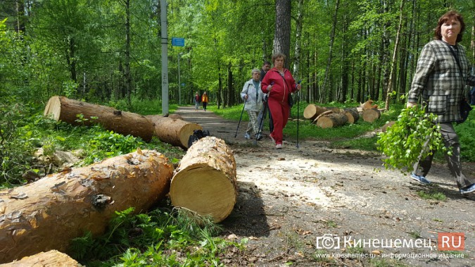 МЧС и УГХ очистили от завалов центральный парк Кинешмы фото 8