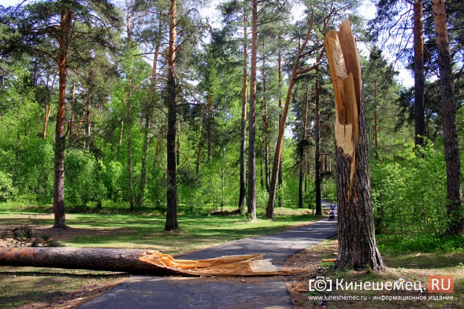 Лыжероллерная трасса в городском парке Кинешмы не повреждена фото 2