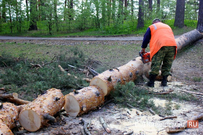 Лыжероллерная трасса в городском парке Кинешмы не повреждена фото 10