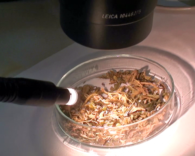 Более 7 килограммов наркотика из Восточной Африки поступило в Ивановскую область фото 4