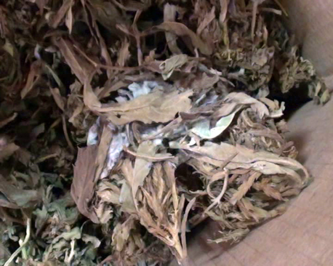 Более 7 килограммов наркотика из Восточной Африки поступило в Ивановскую область фото 3