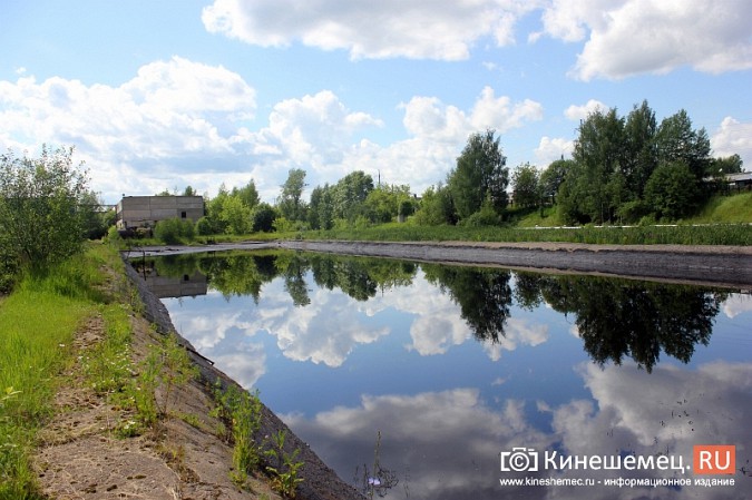 Очистные в Кинешме стали птичьим кладбищем фото 2