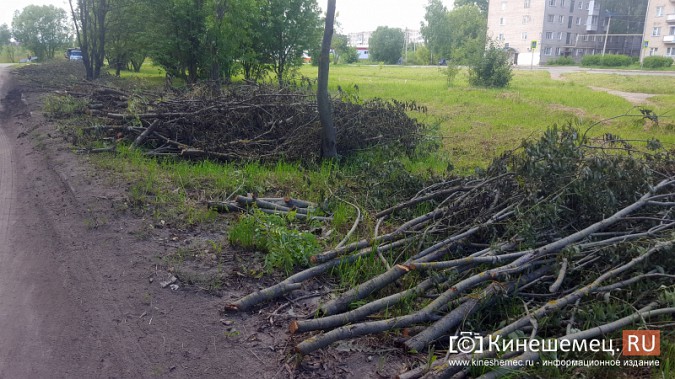 На улице Гагарина в Кинешме массово спилили деревья фото 2